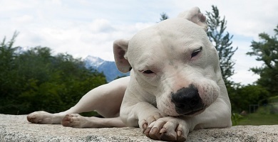 raza de perro Argentino tumbado blanco
